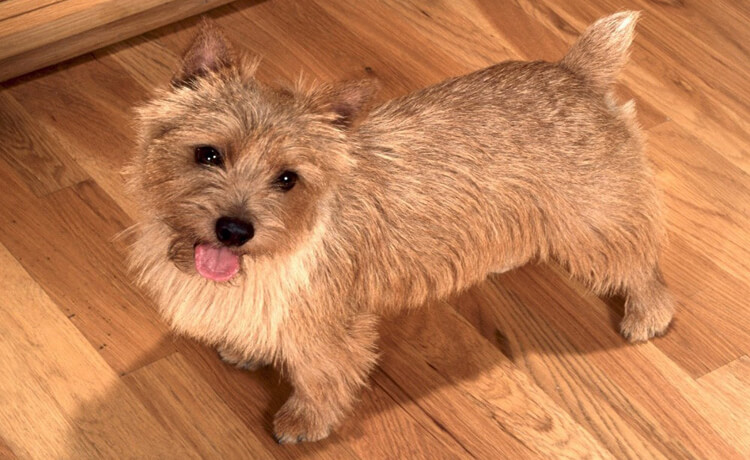 Norwich Terrier